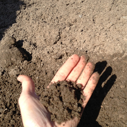 bild på trädgårdsjord