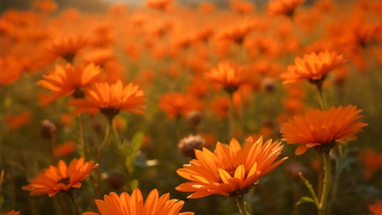 Ett fält orange blommor