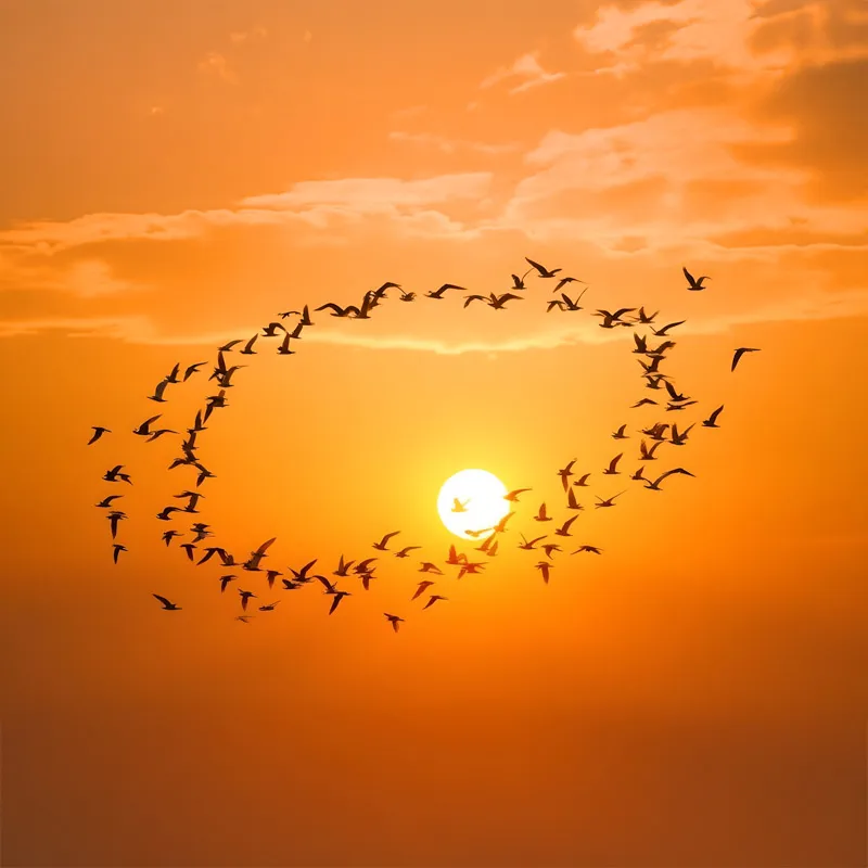 Fåglar i cirkel mot orange himmel